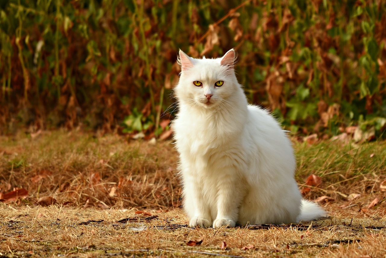 The Playful Personality of Abyssinian Cats